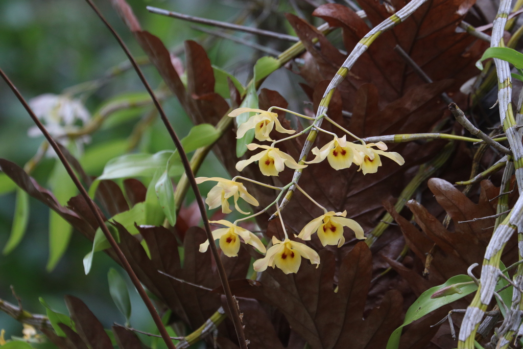 Dendrobium friedericksianum Rchb.f. 4