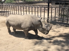 Ceratotherium simum