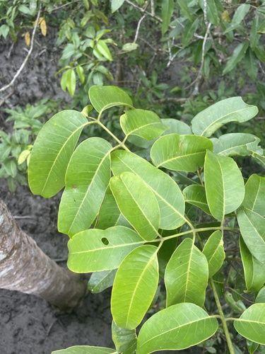 Aglaia cucullata observed 2023-12-24