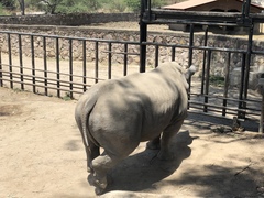 Ceratotherium simum