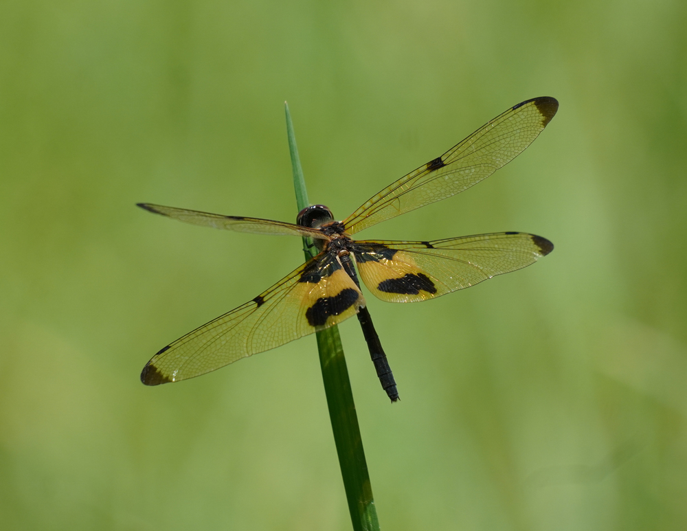 Common Picture Wing