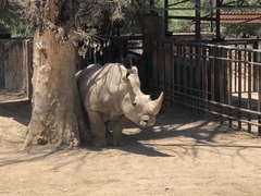 Ceratotherium simum