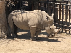 Ceratotherium simum