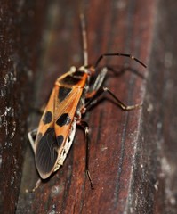 Physopelta