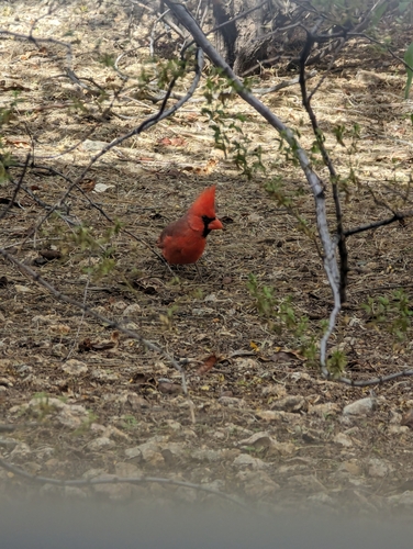 Northern Cardinal photographed in Arizona