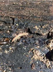 Polydesmus testaceus