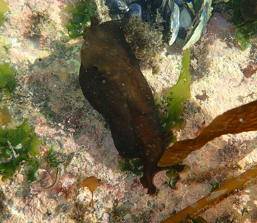 Sucker-foot Sea Hare