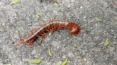 Scolopendra dehaani