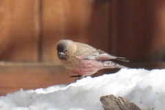 Leucosticte australis