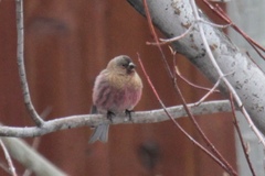 Leucosticte australis