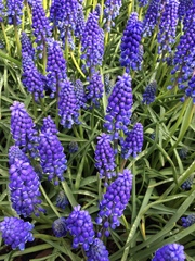 Muscari armeniacum