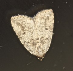 Tolpia conscitulana