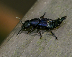Platydracus violaceus