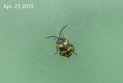 Gallerucida bifasciata