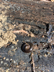 Polydesmus testaceus