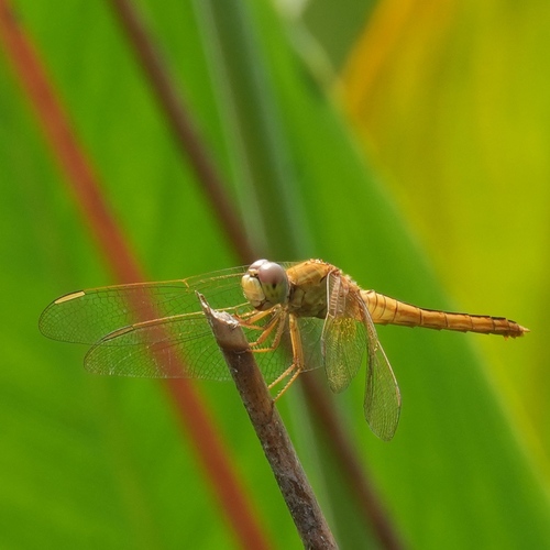 Scarlet Skimmer, photo 6 of 10