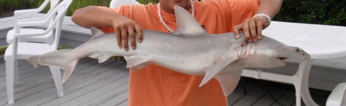 Bonnethead photographed in South Carolina