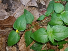 Calyptocarpus vialis