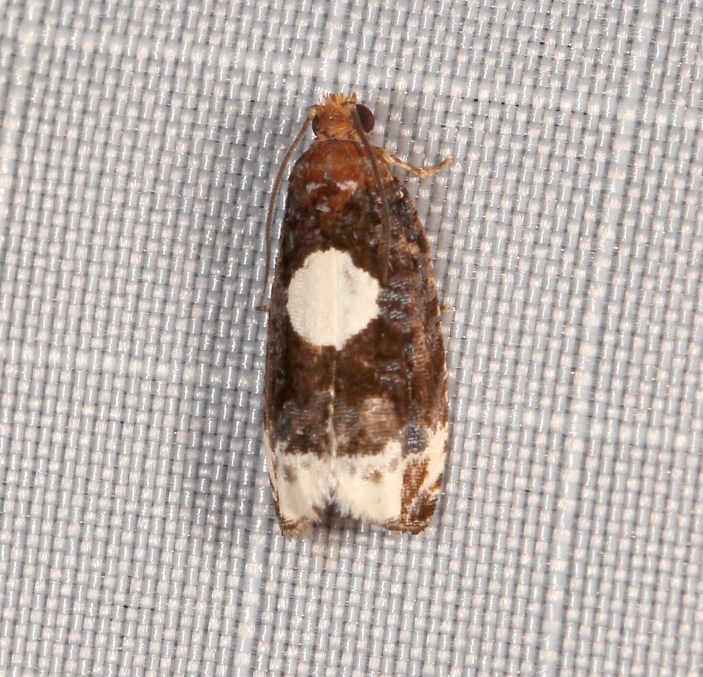 Pied Olethreutes Moth