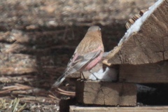 Leucosticte australis