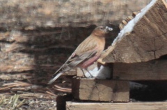 Leucosticte australis