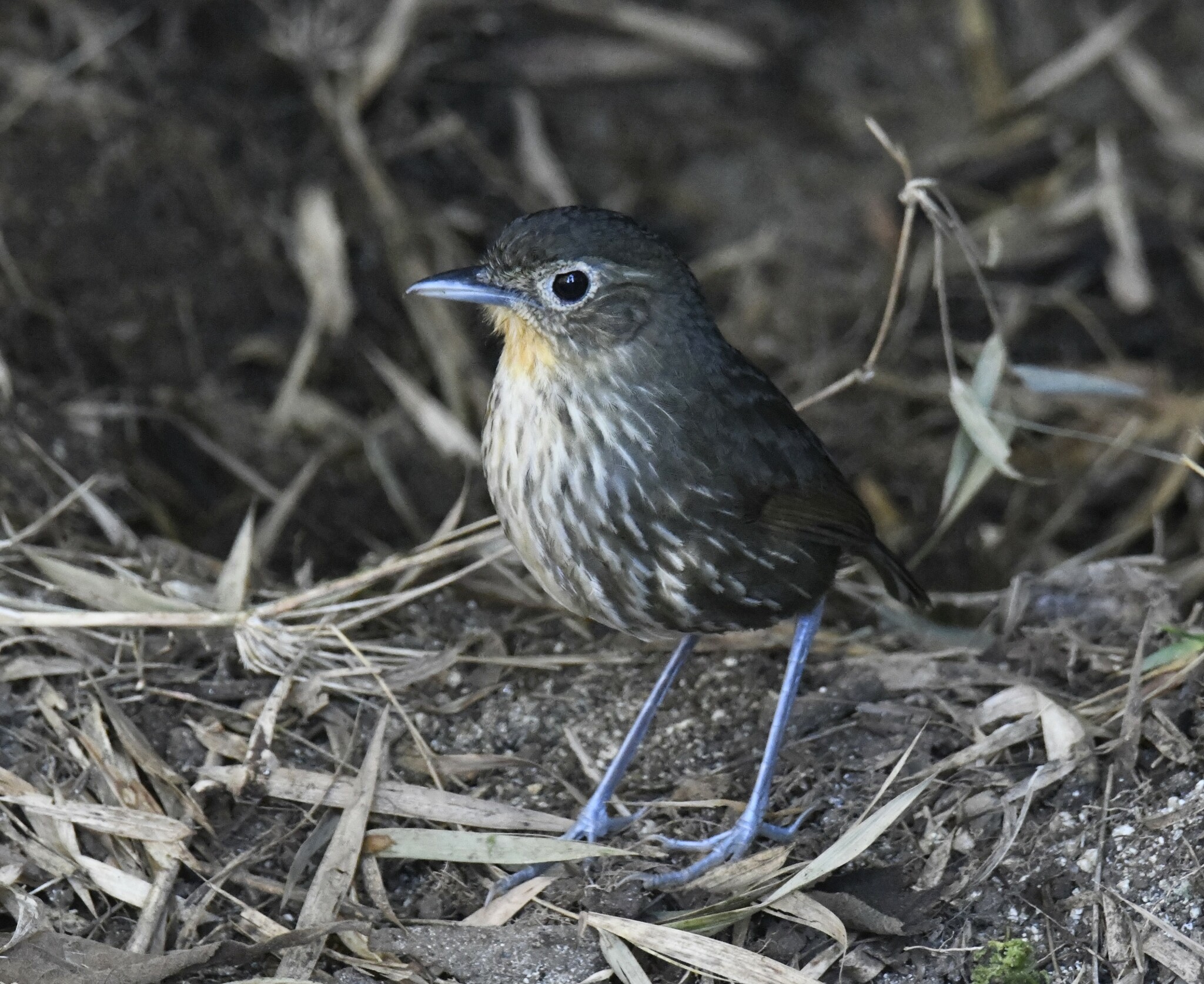 Santa Marta Antpitta (Grallaria bangsi), photo 10