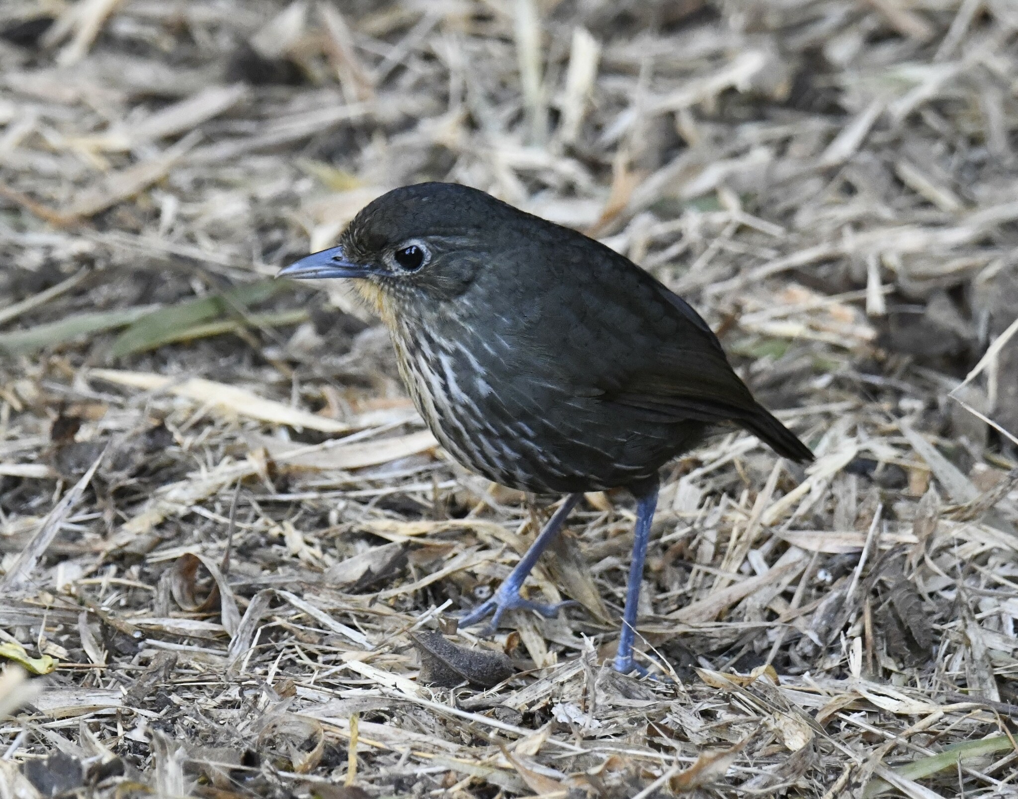 Santa Marta Antpitta (Grallaria bangsi), photo 9