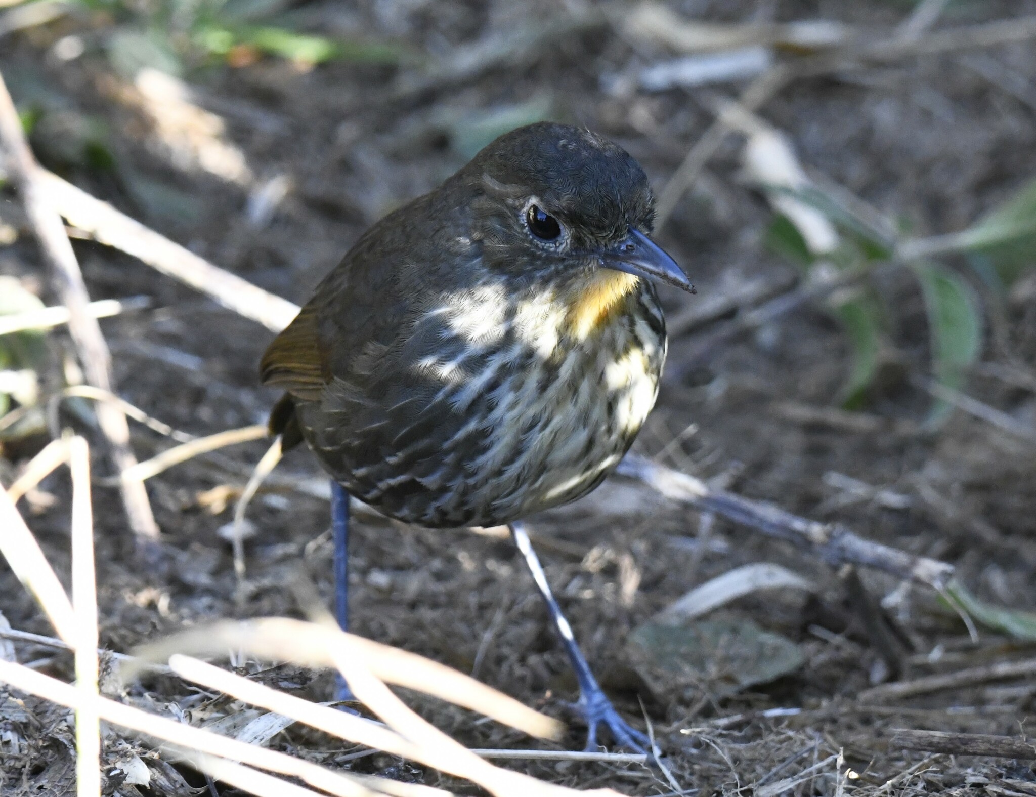 Santa Marta Antpitta (Grallaria bangsi), photo 8