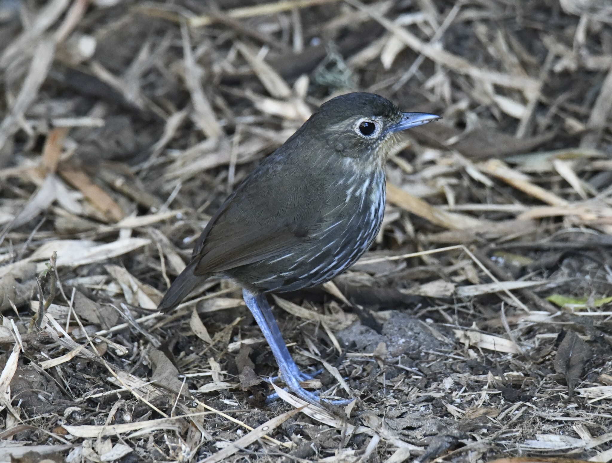 Santa Marta Antpitta (Grallaria bangsi), photo 7