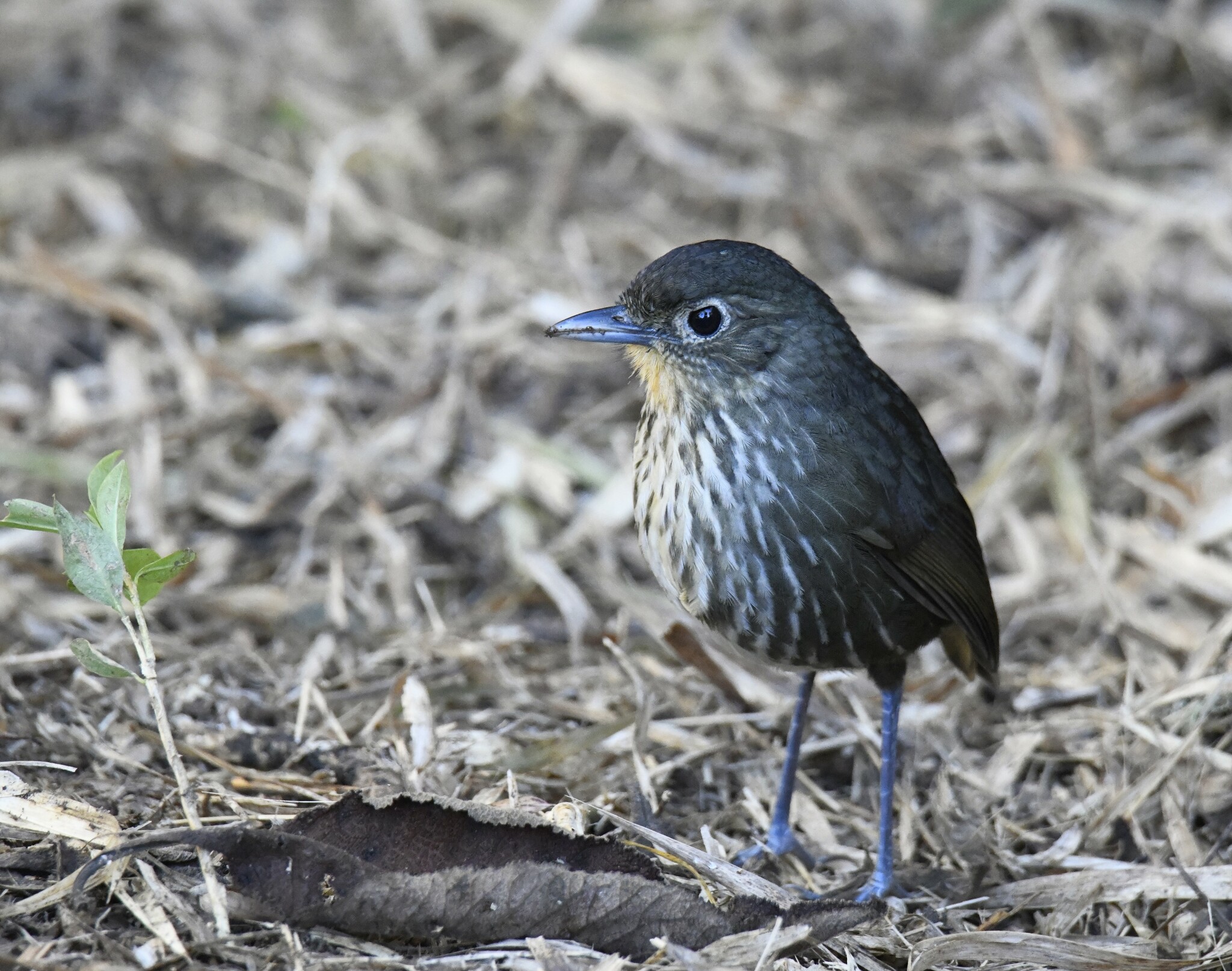 Santa Marta Antpitta (Grallaria bangsi), photo 6