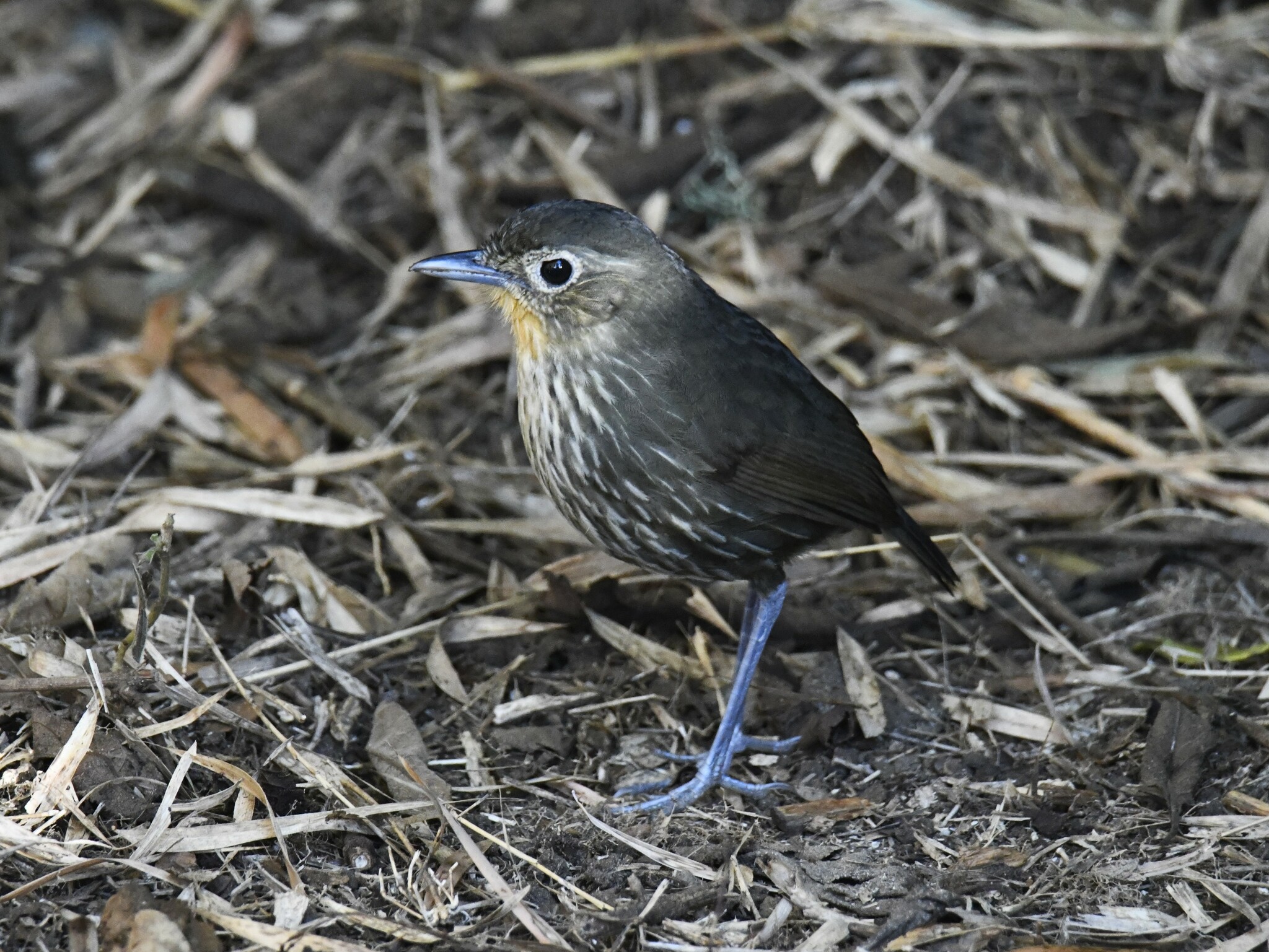 Santa Marta Antpitta (Grallaria bangsi), photo 4