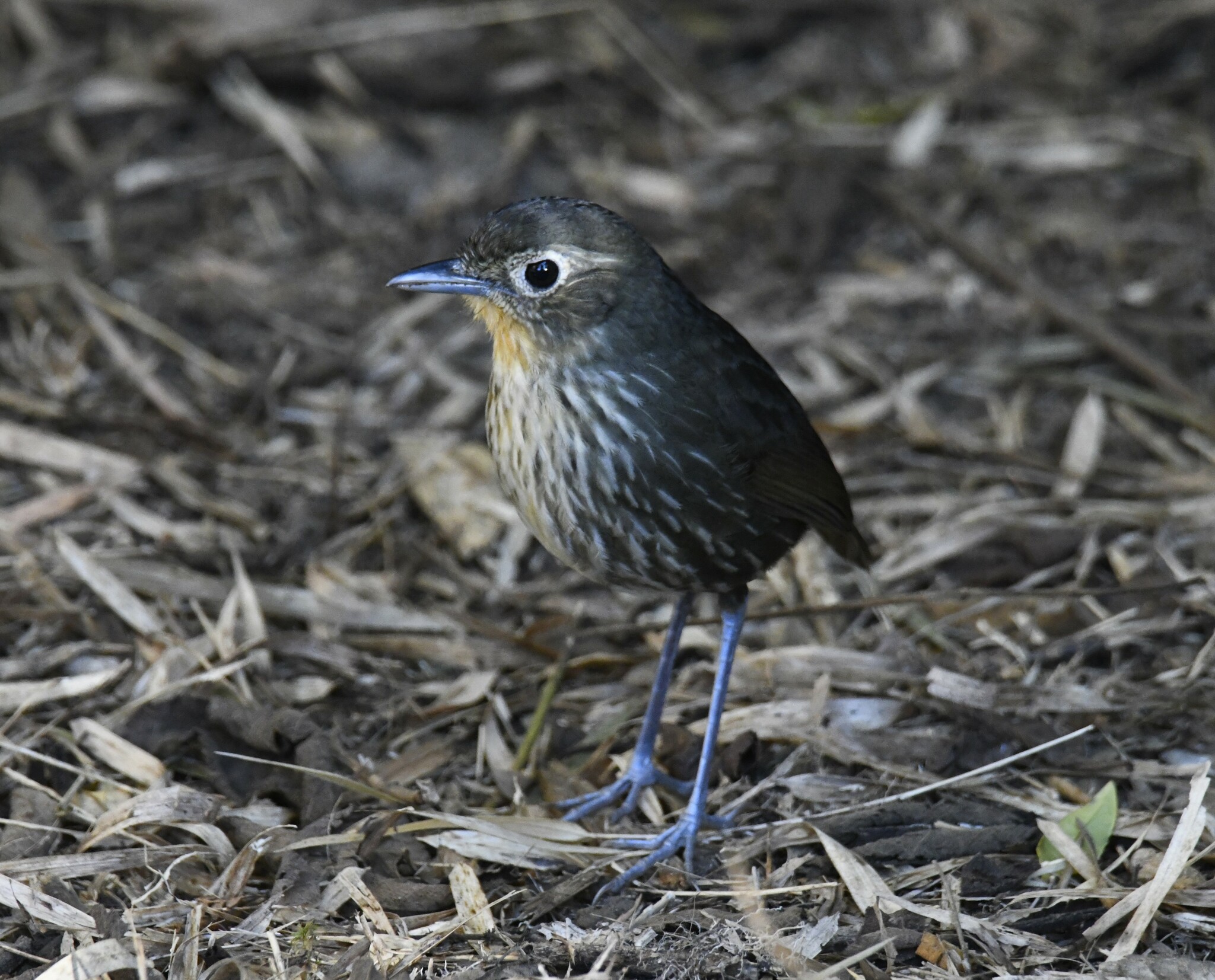 Santa Marta Antpitta (Grallaria bangsi), photo 5