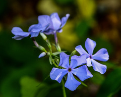Phlox divaricata laphamii