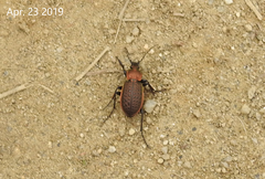 Carabus tuberculosus