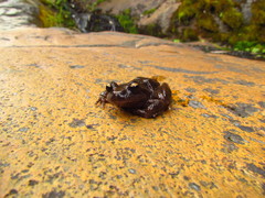 Cantillana Spiny-Chest Frog photo 3