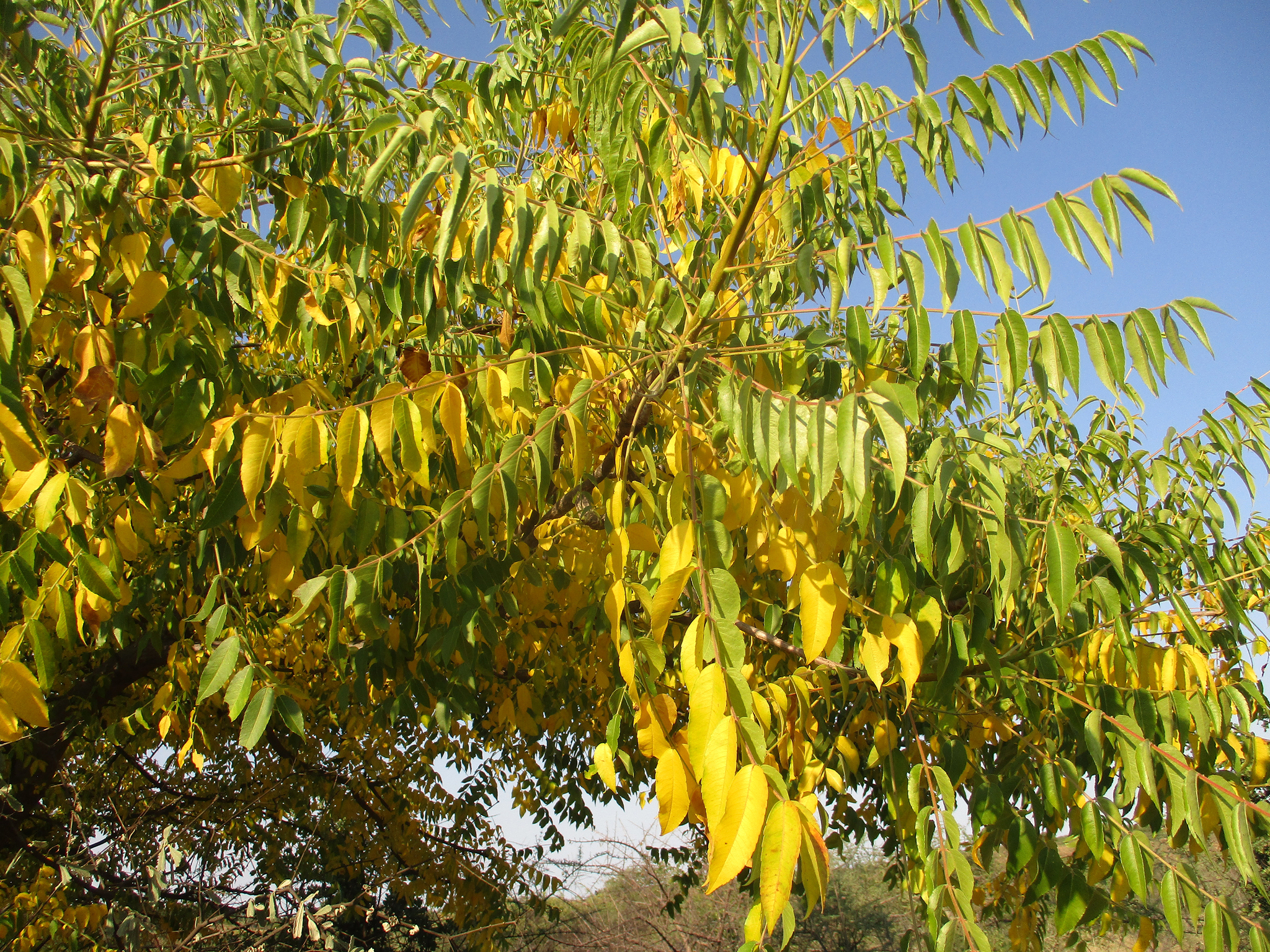 Imagem de Mopane