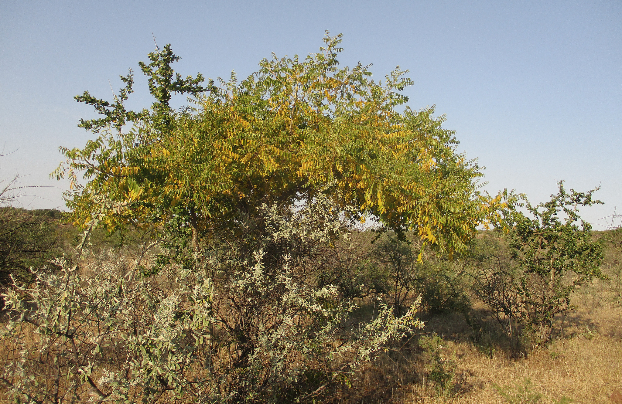 Imagem de Mopane