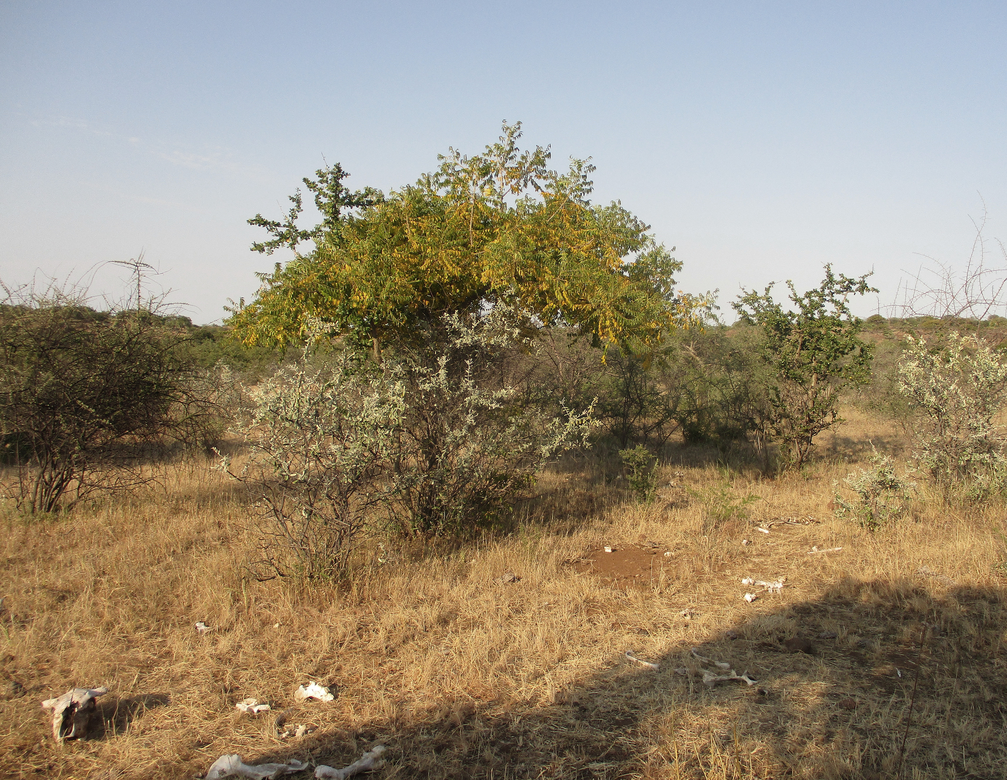 Imagem de Mopane