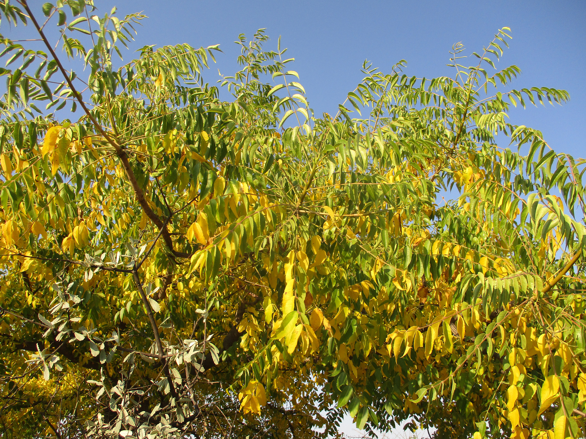 Imagem de Mopane
