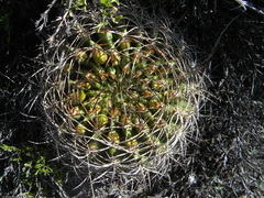 Eriosyce curvispina