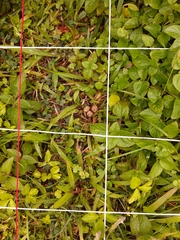 Lepus sinensis formosus