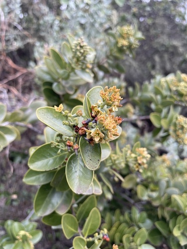Santalum ellipticum observed 2024-03-04