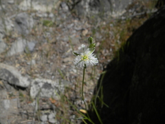 Trichopetalum plumosum
