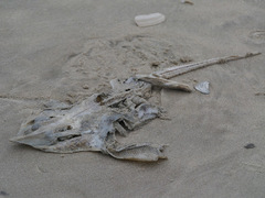 Rostroraja eglanteria