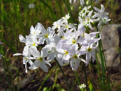 Leucocoryne ixioides