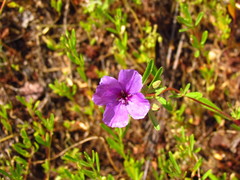 Clarkia tenella
