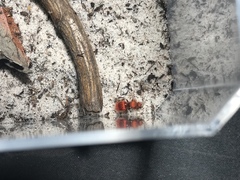 Sphaeropthalma unicolor