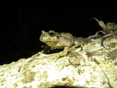 Batrachyla leptopus