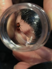 Sphaeropthalma unicolor