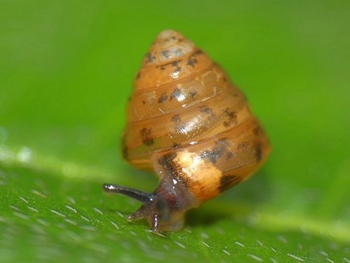 Sitala normalis observed 2024-03-05